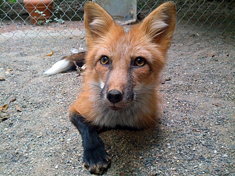 Zorro rojo domesticado. Wikimedia Commons
